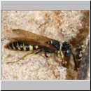Philanthus triangulum - Bienenwolf m21.jpg